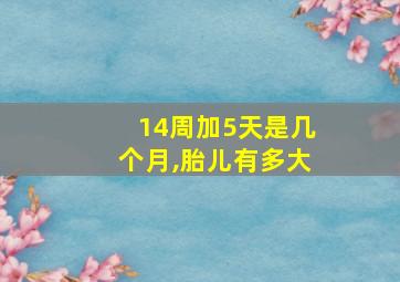 14周加5天是几个月,胎儿有多大