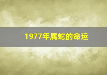 1977年属蛇的命运