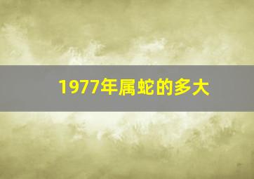 1977年属蛇的多大