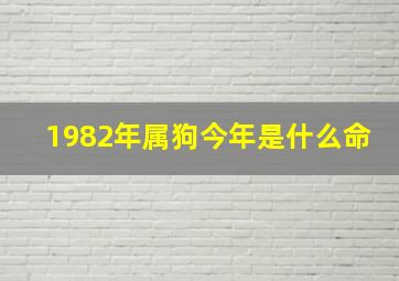 1982年属狗今年是什么命