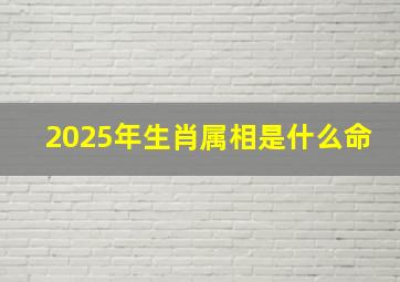 2025年生肖属相是什么命