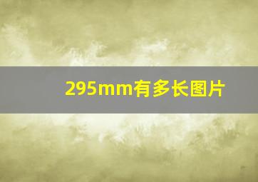 295mm有多长图片