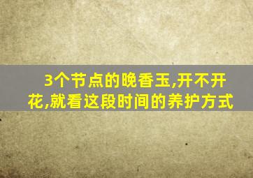 3个节点的晚香玉,开不开花,就看这段时间的养护方式