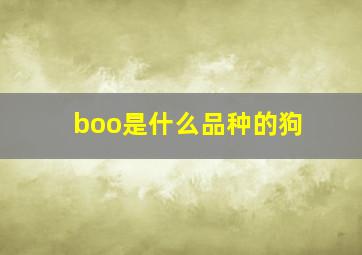 boo是什么品种的狗