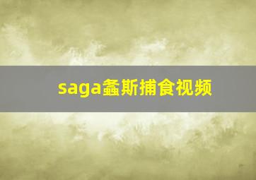 saga螽斯捕食视频