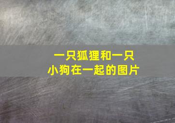 一只狐狸和一只小狗在一起的图片