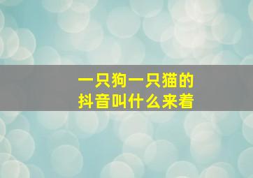 一只狗一只猫的抖音叫什么来着