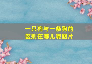 一只狗与一条狗的区别在哪儿呢图片