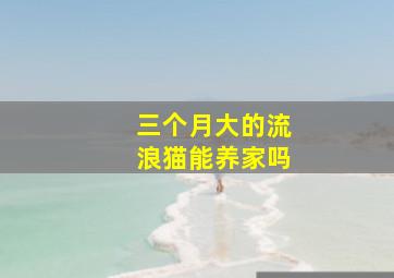 三个月大的流浪猫能养家吗