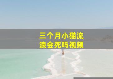 三个月小猫流浪会死吗视频