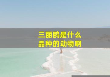 三丽鸥是什么品种的动物啊