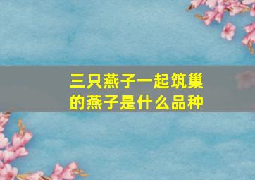 三只燕子一起筑巢的燕子是什么品种