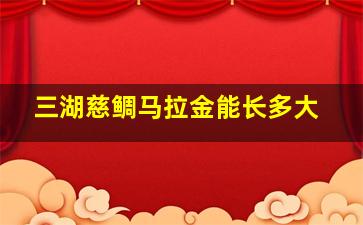 三湖慈鲷马拉金能长多大