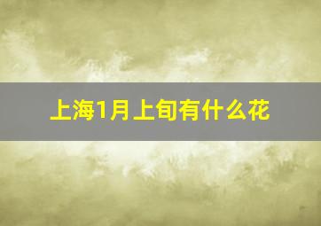 上海1月上旬有什么花