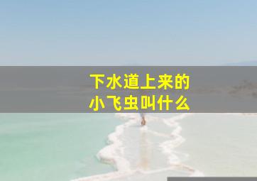 下水道上来的小飞虫叫什么