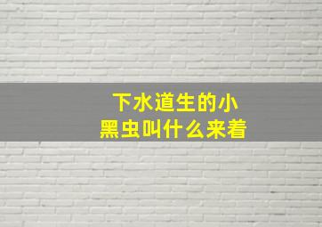 下水道生的小黑虫叫什么来着