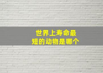 世界上寿命最短的动物是哪个