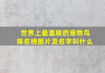 世界上最温顺的宠物鸟排名榜图片及名字叫什么