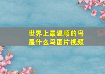 世界上最温顺的鸟是什么鸟图片视频