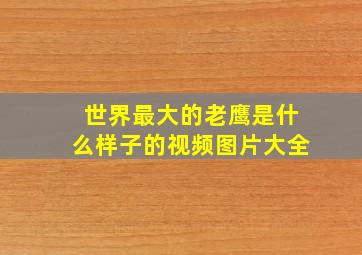 世界最大的老鹰是什么样子的视频图片大全