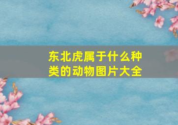 东北虎属于什么种类的动物图片大全