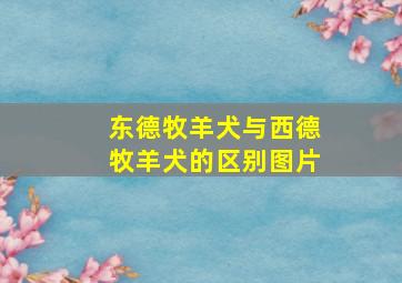 东德牧羊犬与西德牧羊犬的区别图片