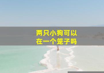 两只小狗可以在一个笼子吗