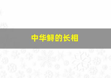 中华鲟的长相