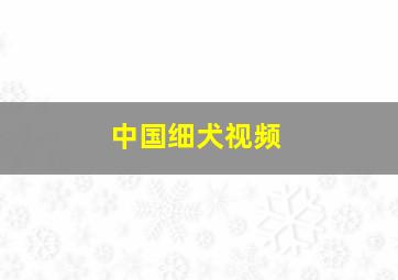 中国细犬视频