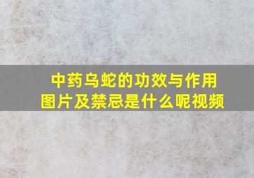 中药乌蛇的功效与作用图片及禁忌是什么呢视频