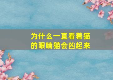 为什么一直看着猫的眼睛猫会凶起来