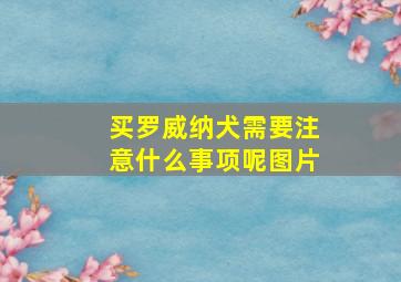 买罗威纳犬需要注意什么事项呢图片