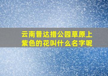 云南普达措公园草原上紫色的花叫什么名字呢