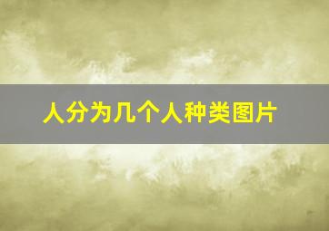 人分为几个人种类图片