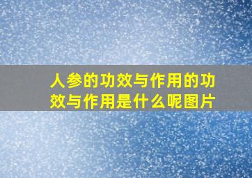 人参的功效与作用的功效与作用是什么呢图片