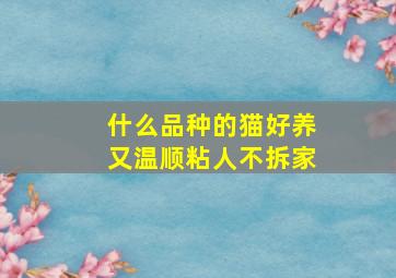 什么品种的猫好养又温顺粘人不拆家