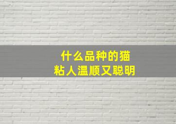 什么品种的猫粘人温顺又聪明