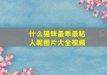 什么猫咪最乖最粘人呢图片大全视频