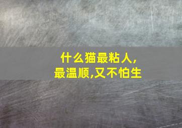 什么猫最粘人,最温顺,又不怕生