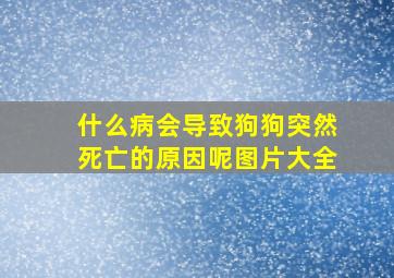 什么病会导致狗狗突然死亡的原因呢图片大全