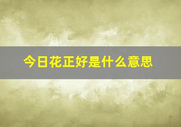 今日花正好是什么意思