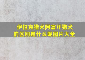 伊拉克猎犬阿富汗猎犬的区别是什么呢图片大全