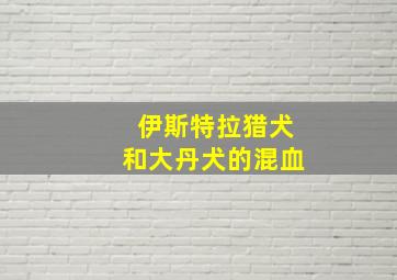 伊斯特拉猎犬和大丹犬的混血