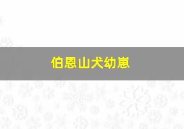 伯恩山犬幼崽