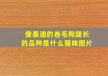 像泰迪的卷毛狗腿长的品种是什么猫咪图片