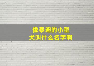 像泰迪的小型犬叫什么名字啊