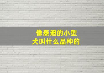 像泰迪的小型犬叫什么品种的