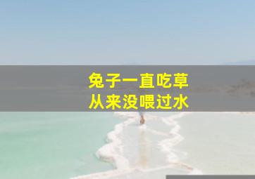 兔子一直吃草从来没喂过水