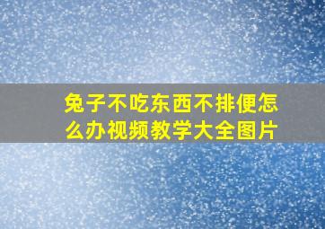 兔子不吃东西不排便怎么办视频教学大全图片