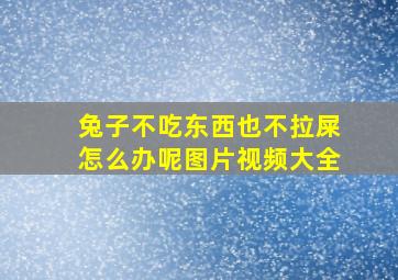 兔子不吃东西也不拉屎怎么办呢图片视频大全